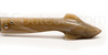 Couteau Capucin Requin plein manche pointe de corne sculptée